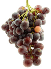 grappe de raisin rouge