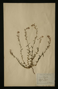 herbier planche