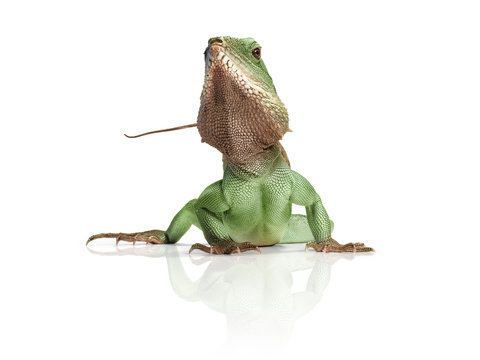 Wasseragame