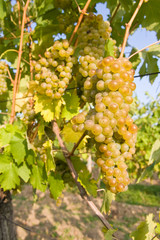 Fototapeta premium bunch of ripe grapes on grapevine right before harvest