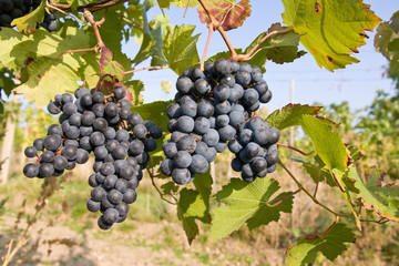 bunch of ripe grapes on grapevine right before harvest