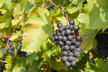 bunch of ripe grapes on grapevine right before harvest
