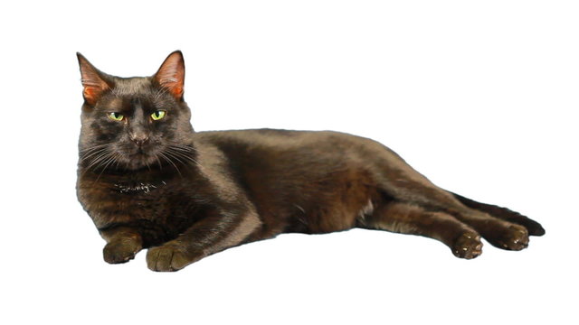 kot