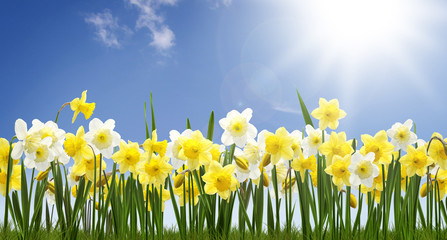 Narzissen © BlickReflex.de