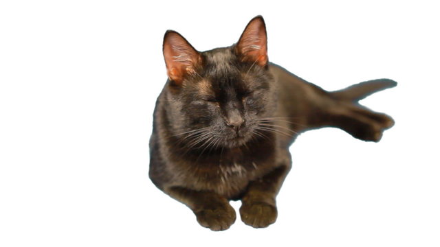 kot