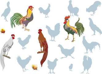 roosters on white collection