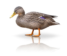Stock Ente