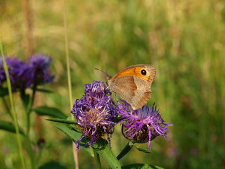 Butterflies of Kunashir, Lycaena phlaeas, southern Kuriles 1