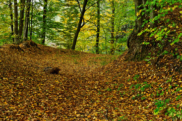 autumn forest © aleksvf