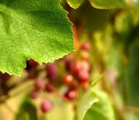 Grape leaf