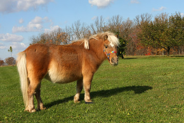 Miniature Horse