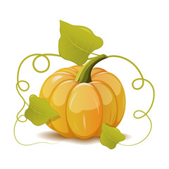 Pumpkin with leaves on white background