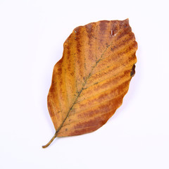 Fototapeta premium Autumn beech leaf on white background