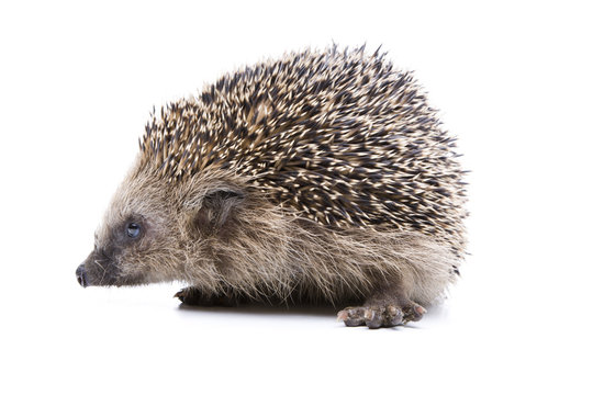 Igelchen