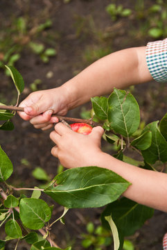Closeup of a child's hands picking a red appple from a tree