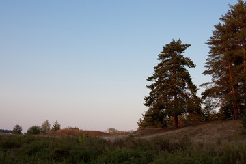 Fototapeta na wymiar Landscape with a pine