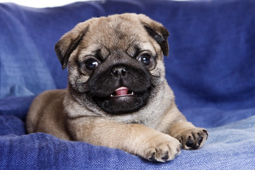 Pug puppy on blue background