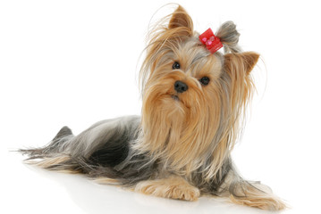 Yorkshire Terrier dog in front of a white background