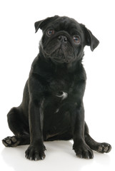 Obraz premium Pug dog on a white background