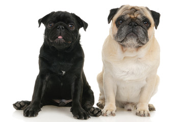 Two Pug dogs on a white background