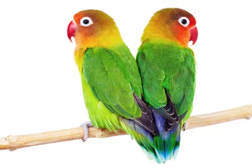 Foto auf Acrylglas Papagei Paar Turteltauben