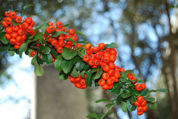 un ramo di bacche rosse
