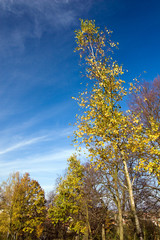 Fototapeta na wymiar Autumn trees