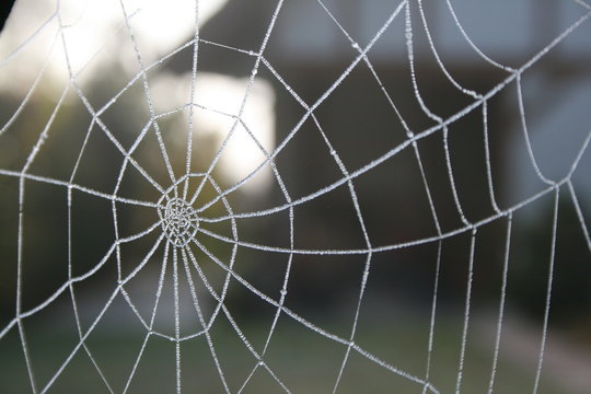 Spinnennetz im herbst