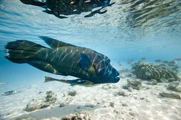 Humphead wrasse Cheilinus undulatus