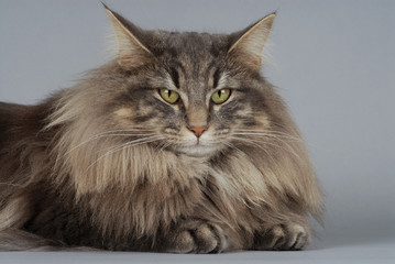 Chat / Race : Norvégien / Robe : Blue Blotched Tabby