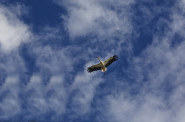 Cigüeña en vuelo