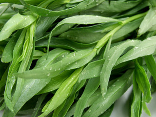 Fototapeta premium Tarragon or Estragon