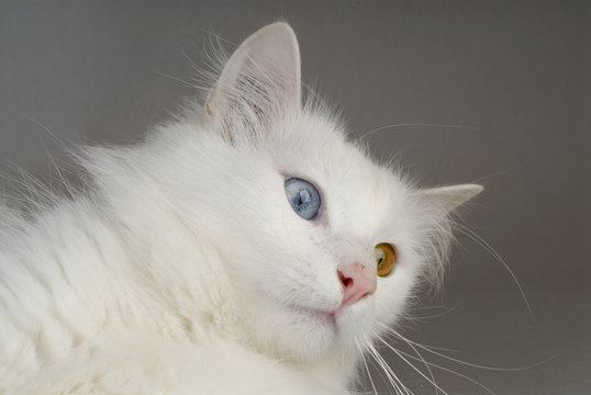 136 Best Vairon Images Stock Photos Vectors Adobe Stock