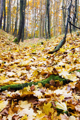 In the autumn forest