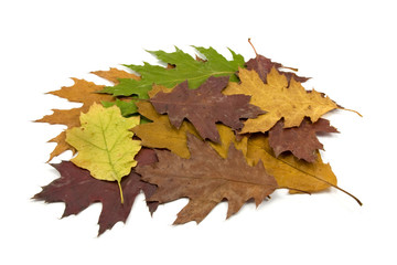 pile of dirty fallen  leaves on white background
