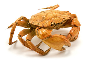 brown cooked crab isolated on white background