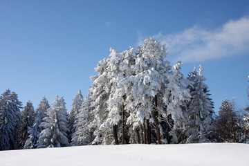 Winterbäume