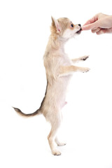 Chihuahua puppy standing on hind legs