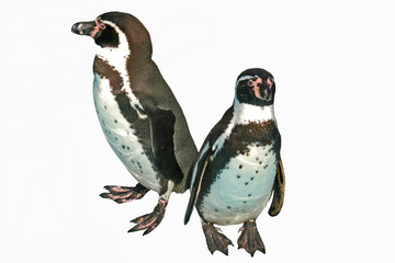 Zwergpinguine,penguine