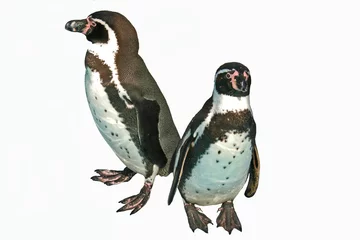 Poster Zwergpinguine,penguine © Pixelkram