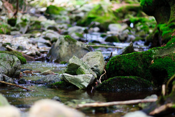 moss