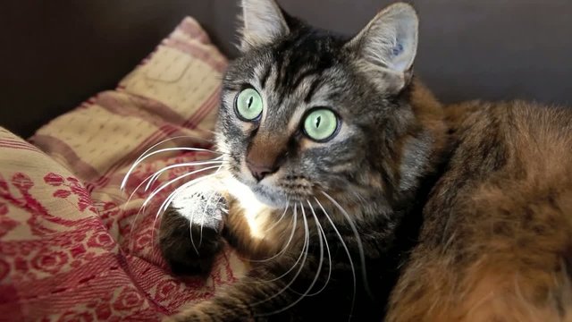 chat et la soutis