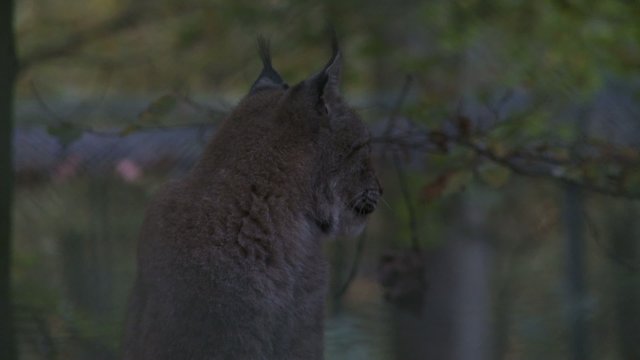 luchs