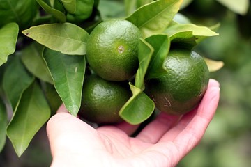A branch with green mandarins