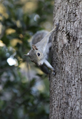 squirrel