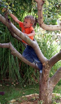 Boy on a tree reachs an apple