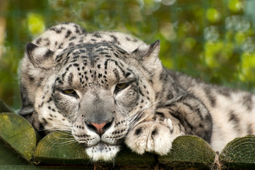 Fototapeta na wymiar Ounce or snow leopard