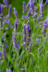 Lavender flowers