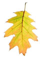 oak leaf