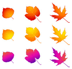 White background with autumnal leave.